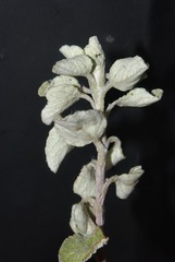 Helichrysum lepidissimum