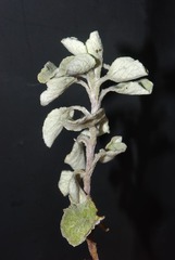 Helichrysum lepidissimum