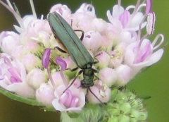 Oedemera lurida