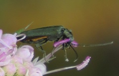 Oedemera lurida