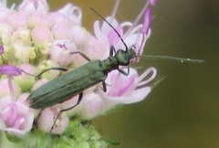 Oedemera lurida