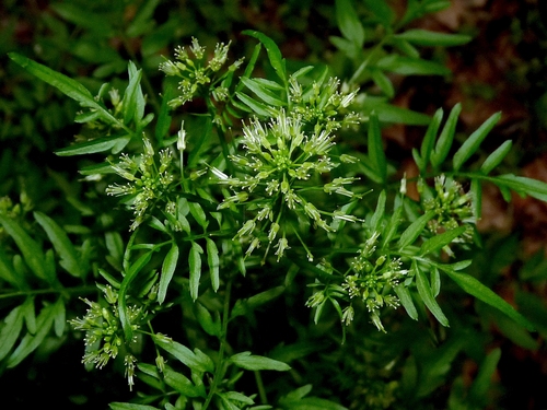 Cardamine impatiens iNat (3)