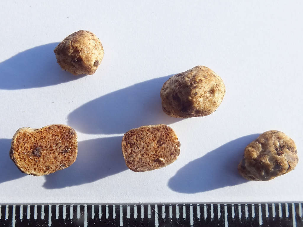 Sandy False Truffle