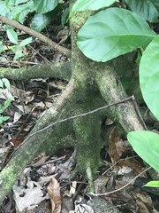 Myristica inutilis