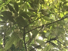 Myristica inutilis