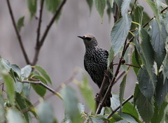 Sturnus vulgaris
