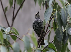 Sturnus vulgaris