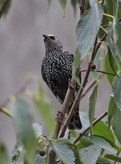 Sturnus vulgaris