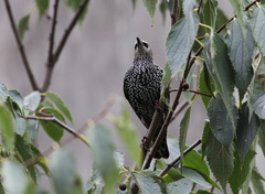 Sturnus vulgaris