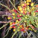 Arenga tremula - Photo (c) Archibald Tuttle, algunos derechos reservados (CC BY-SA)
