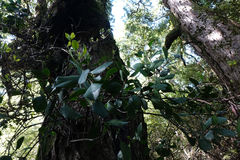Peraxilla colensoi