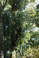 Peraxilla colensoi
