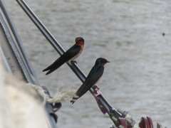 Hirundo tahitica