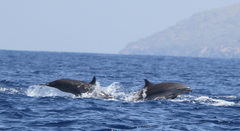 Lagenodelphis hosei