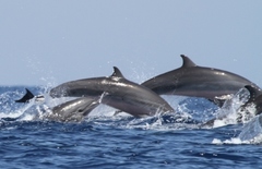 Lagenodelphis hosei