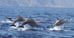 Lagenodelphis hosei