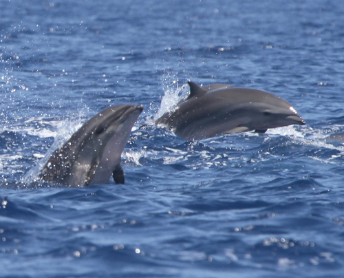 Fraser's Dolphin