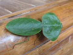 Choeradodis rhombicollis