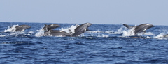 Lagenodelphis hosei