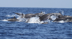 Lagenodelphis hosei