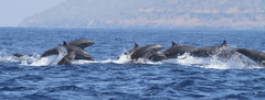 Lagenodelphis hosei