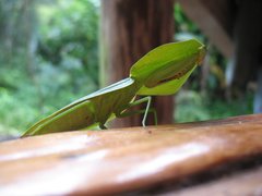 Choeradodis rhombicollis