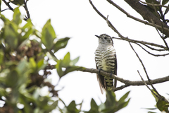 Chrysococcyx lucidus lucidus