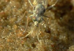 Scorpiurus aramoana