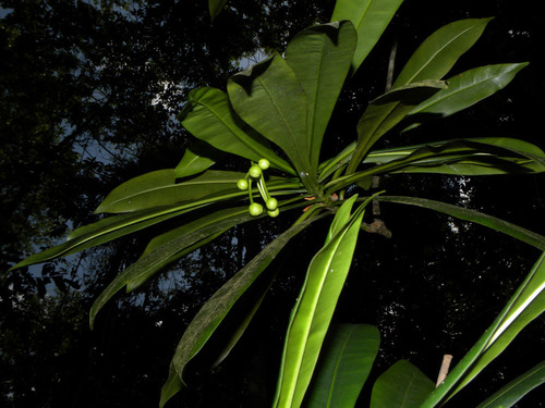 Tovomita weddelliana