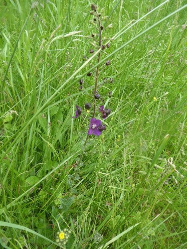 Purple mullein (Verbascum phoeniceum)