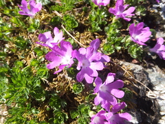 Primula minima