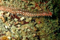 Hermodice carunculata