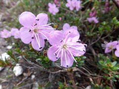 Rhodothamnus chamaecistus