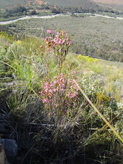 Erica selaginifolia