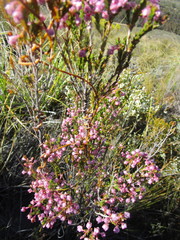 Erica selaginifolia