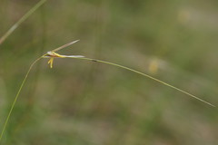 Austrostipa muelleri