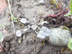 Convolvulus verecundus