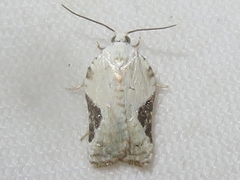 Acleris subnivana