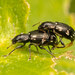 Polydrusus picus - Photo (c) Per Hoffmann Olsen, some rights reserved (CC BY-NC), uploaded by Per Hoffmann Olsen