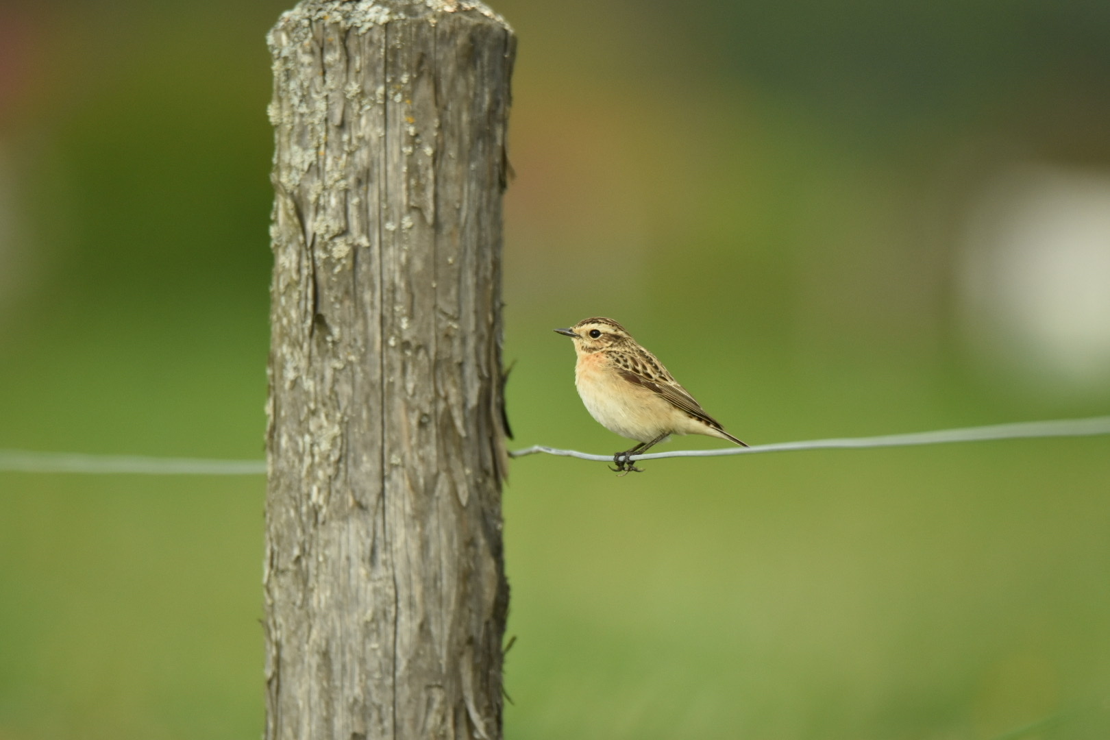 Whinchat