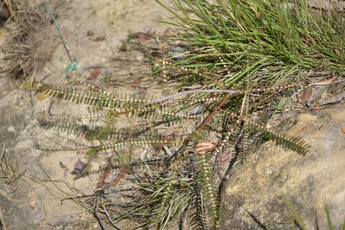 Mimosa latispinosa image