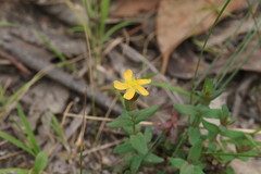 Hypericum gramineum