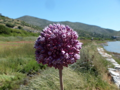 Allium ampeloprasum
