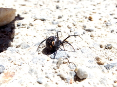 Latrodectus tredecimguttatus