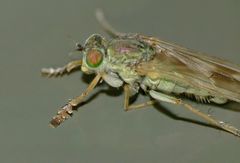 Scorpiurus aramoana