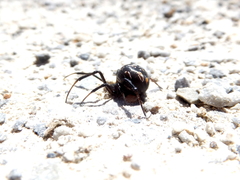 Latrodectus tredecimguttatus