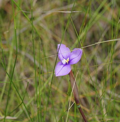 Patersonia occidentalis occidentalis