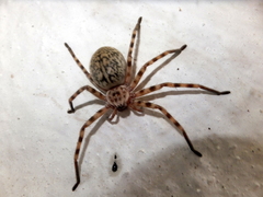 Eusparassus walckenaeri