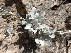 Pentanema verbascifolium