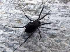Zachaeus crista